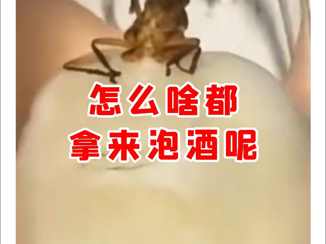 【微拍堂】怎么啥都拿来泡酒呢哔哩哔哩bilibili