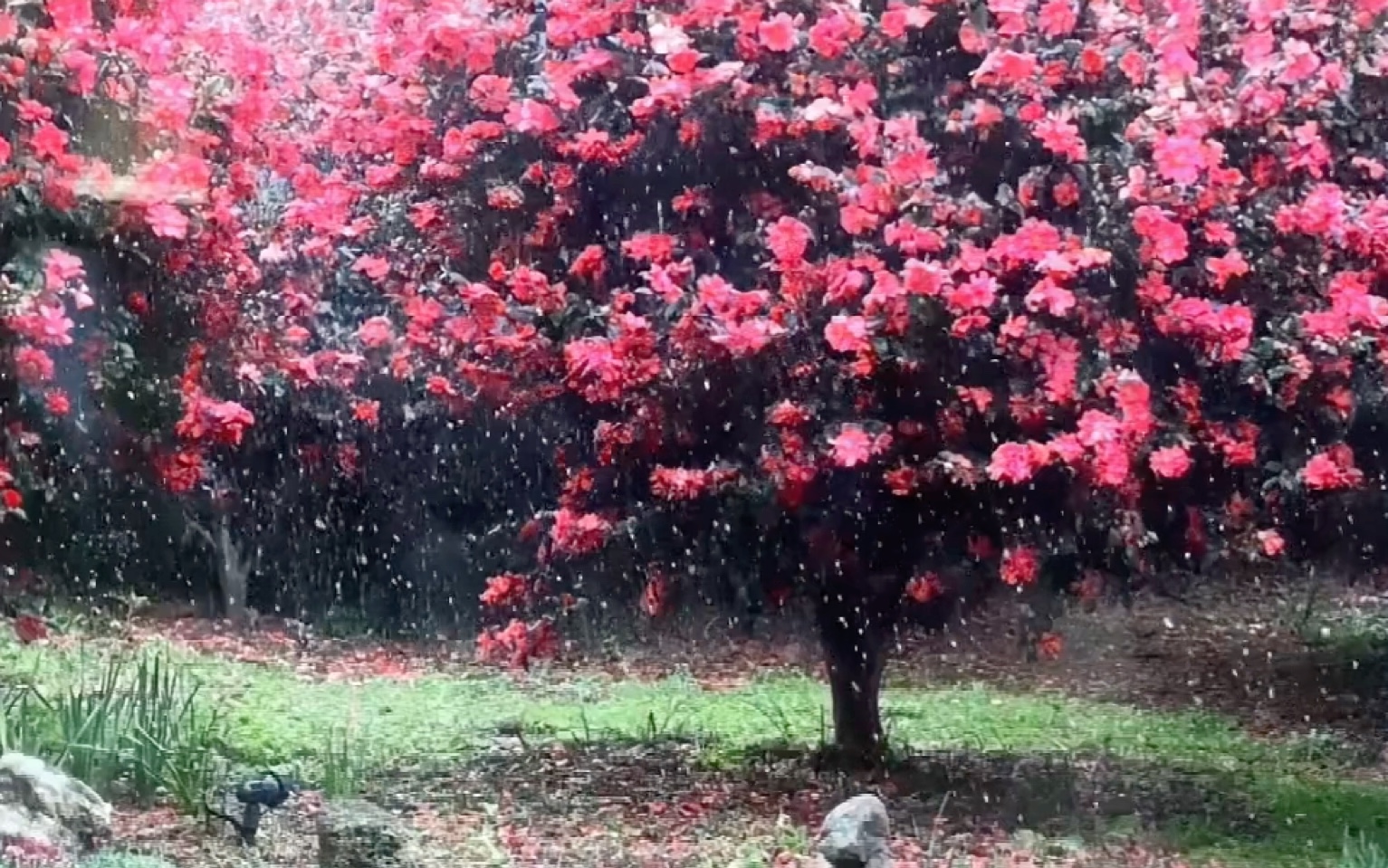 [图]“在鲜花盛开的季节说爱你～”