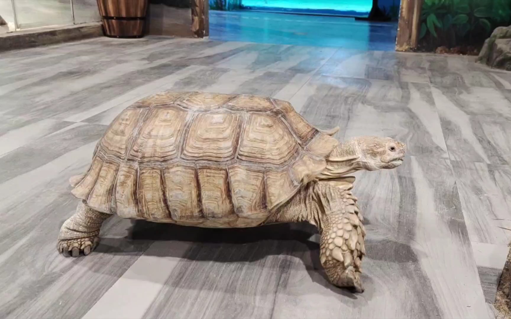 25岁的苏卡达龟