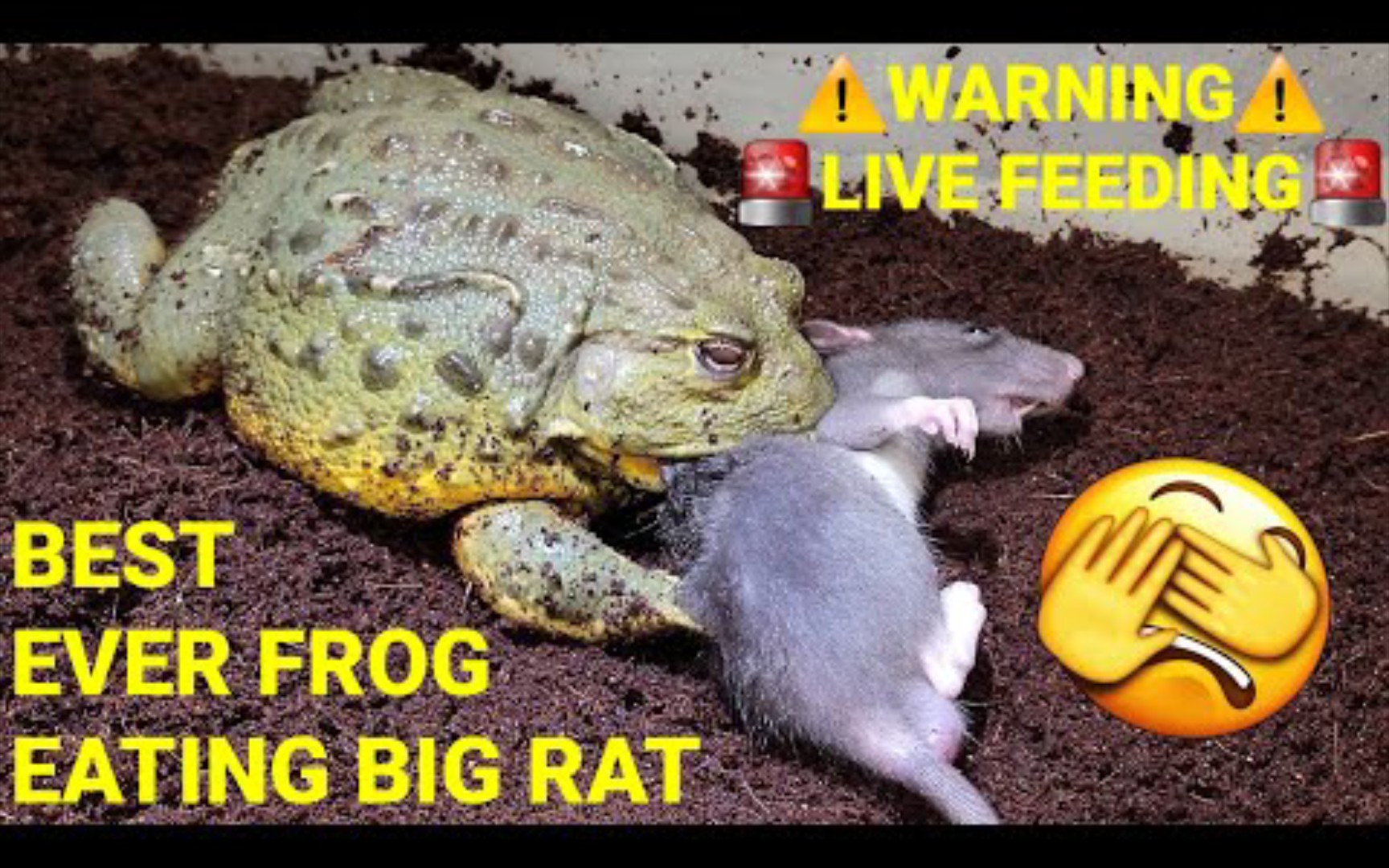 角蛙吃老鼠61【4k高清】【现场喂食警告7215】