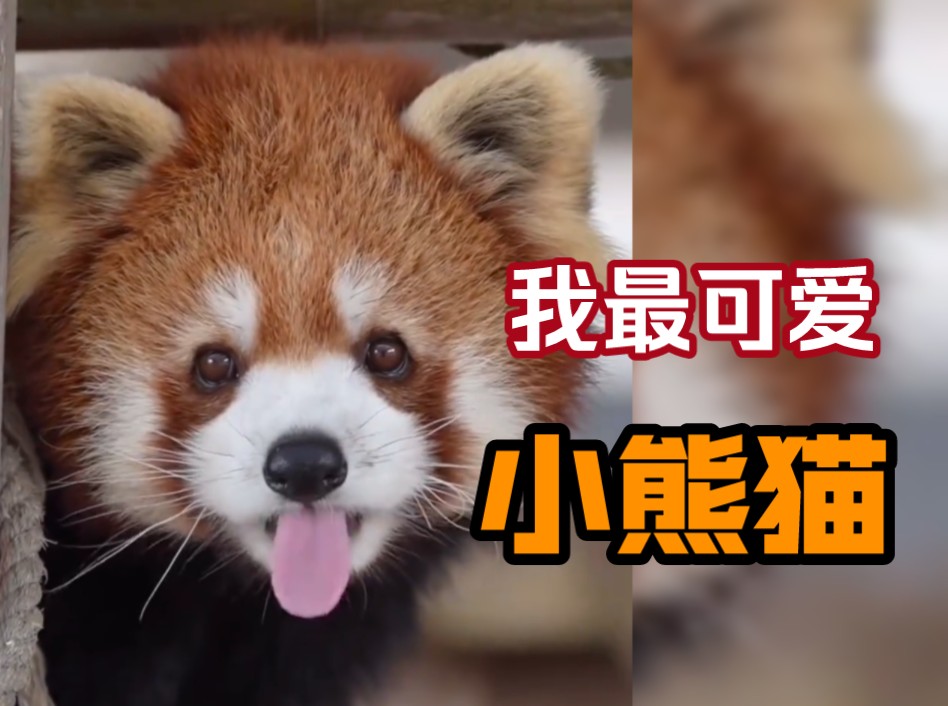 网友心目中最可爱动物排行榜第一名,小熊猫