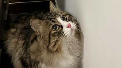 社恐长毛狸花猫 过年可太难了 哔哩哔哩