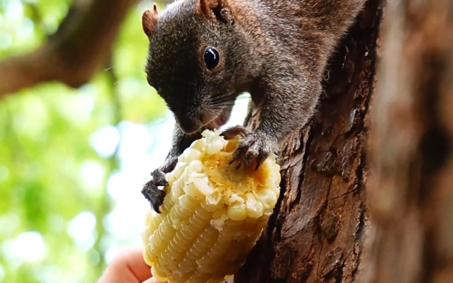 浙江穷游记,在杭州西湖边,带你看松鼠吃玉米