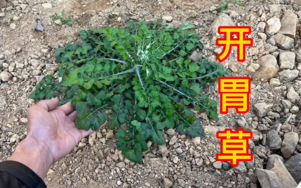 农村不起眼的"开胃草",它的用途超级强大,赶紧认识并了解下吧