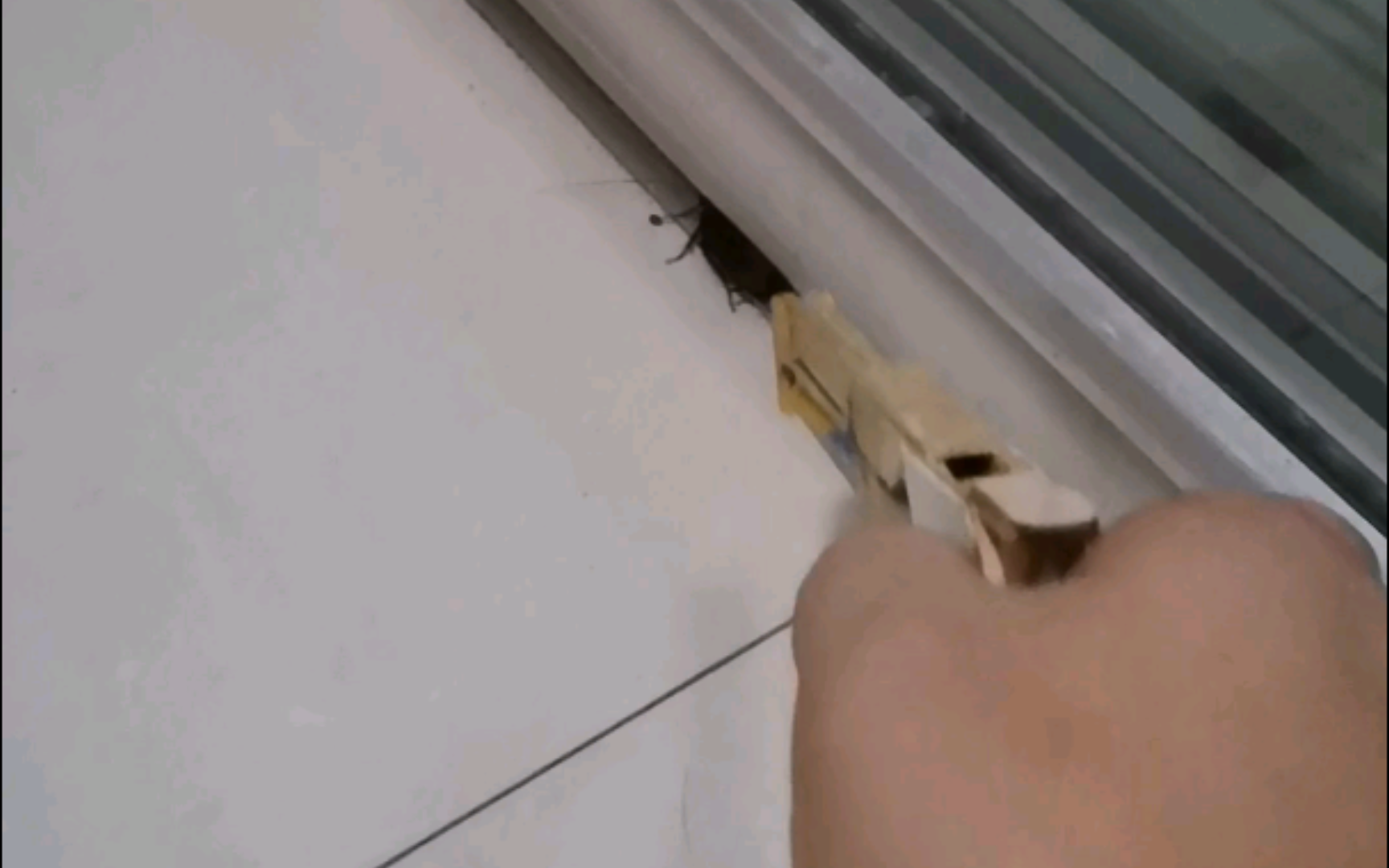 当我在家中发现一只蟑螂