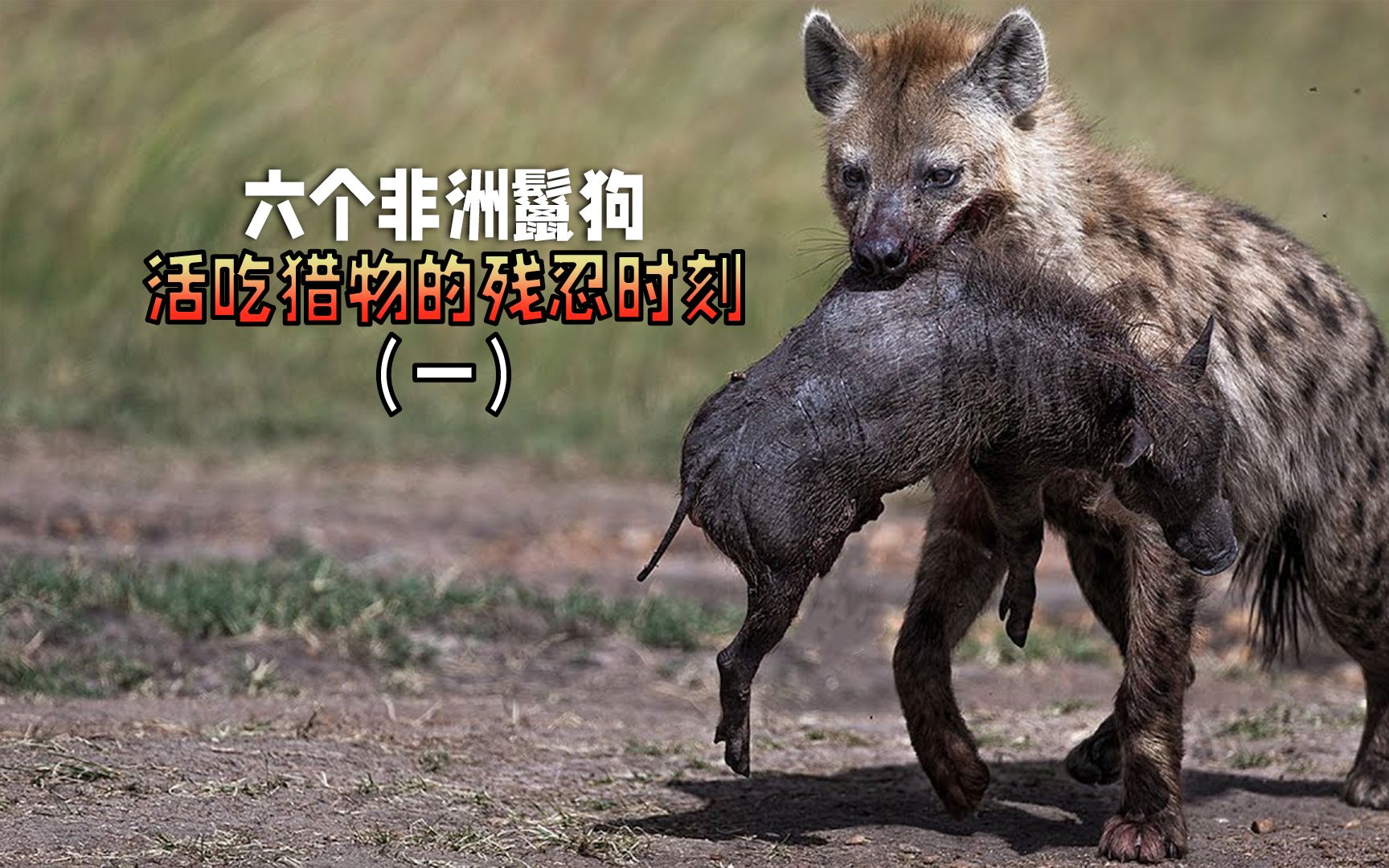 盘点六个鬣狗活吃猎物的残忍时刻,攻击力超强,二哥果然不简单(一)