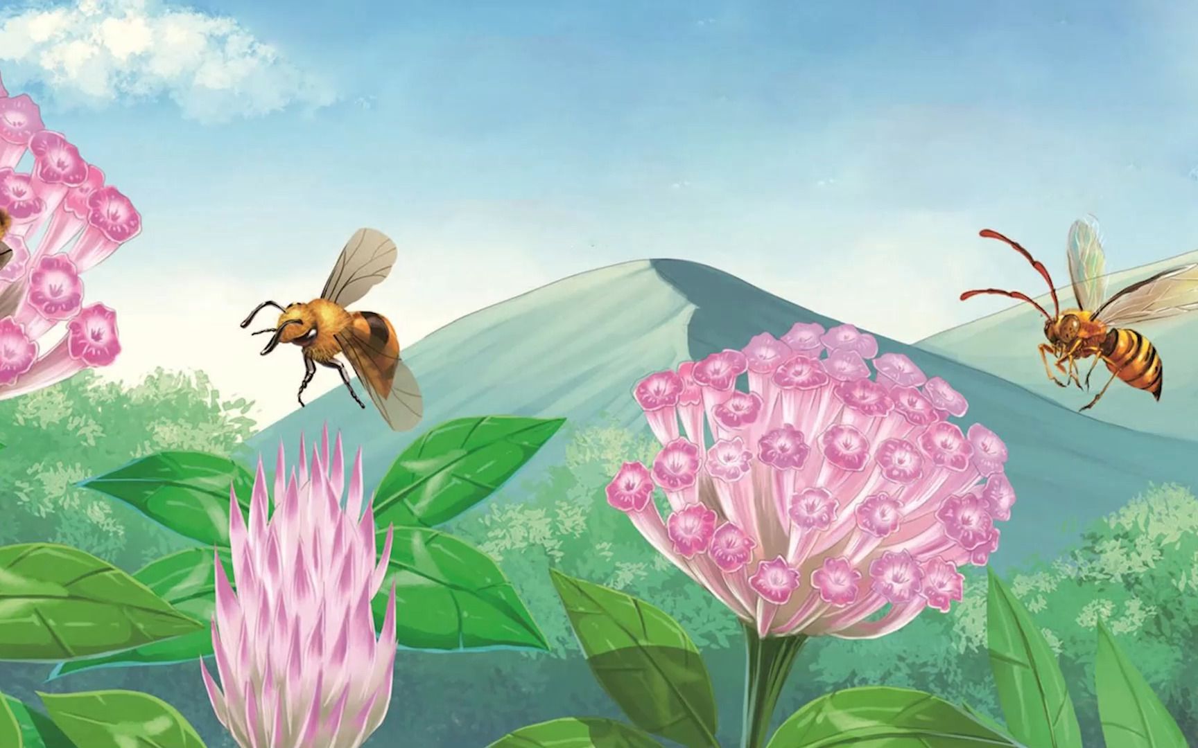 樵叶蜂,熟知几何的剪裁工