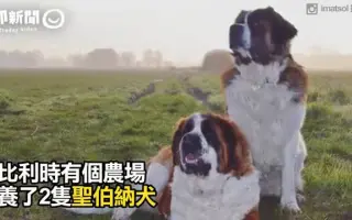 圣伯纳犬 搜索结果 哔哩哔哩 Bilibili