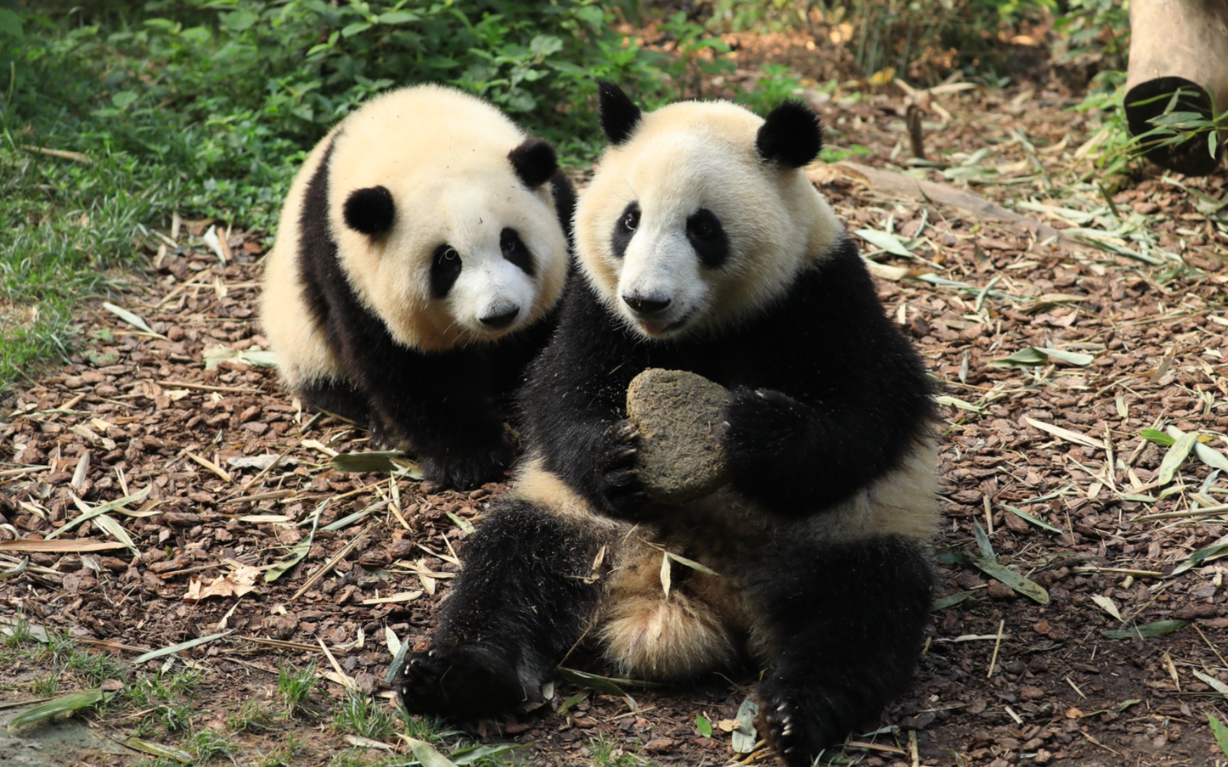 活动  花叶两岁的蛋糕很美味,花花眼巴巴看着弟弟吃