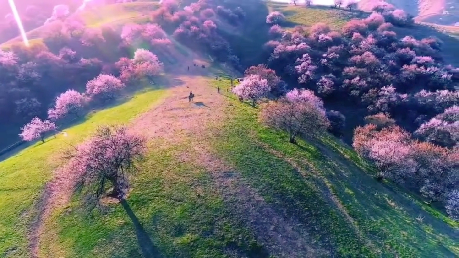 [图]阳春三月，邂逅伊犁杏花沟