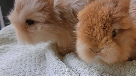 超可爱的大头双血侏儒兔宝宝找家长啦