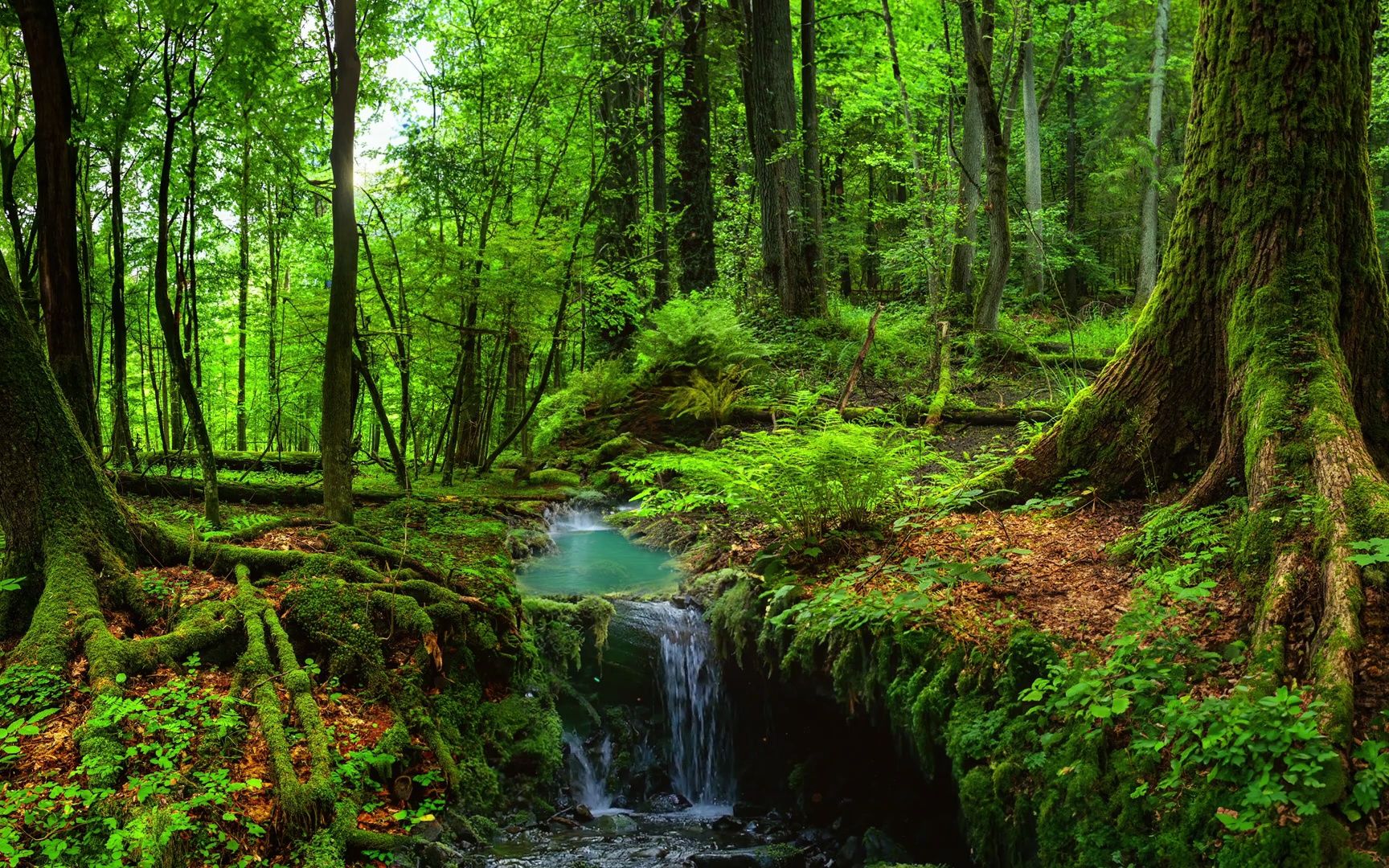 【林间鸟语闻,溪畔瀑布流!】来自森林治愈的力量让您恢复健康和活力!
