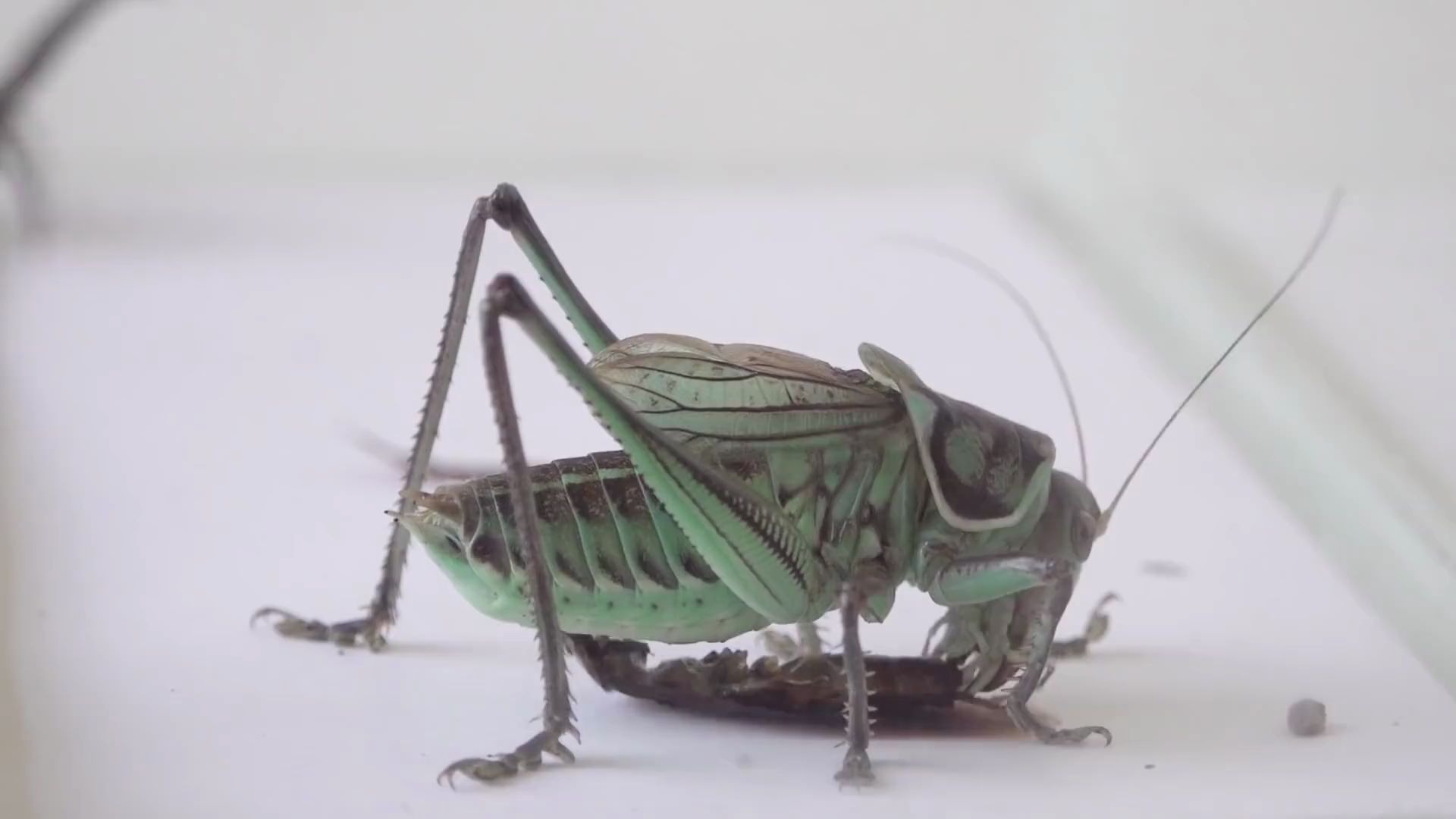 当一只美洲大蠊遇到蝈蝈和蜈蚣时结果会发生什么奇妙的事情