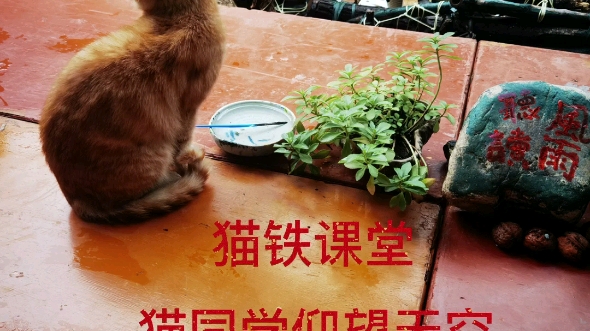 [图]猫同学与《猫城记》