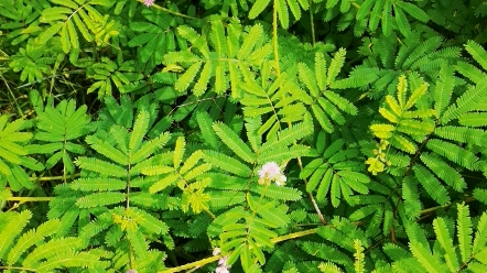 头次见到开花的含羞草