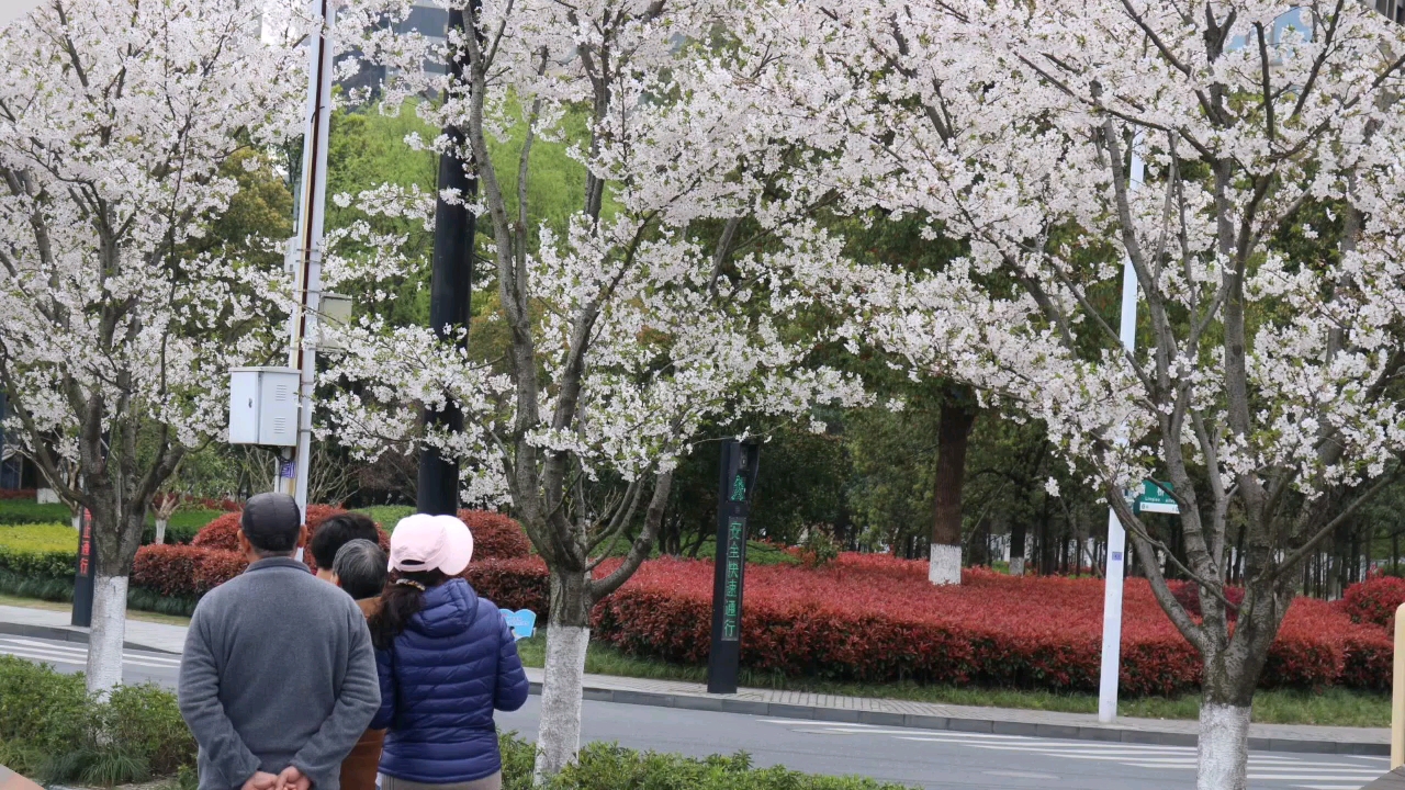 杭州滨江樱花大道风景照片相册哔哩哔哩bilibili