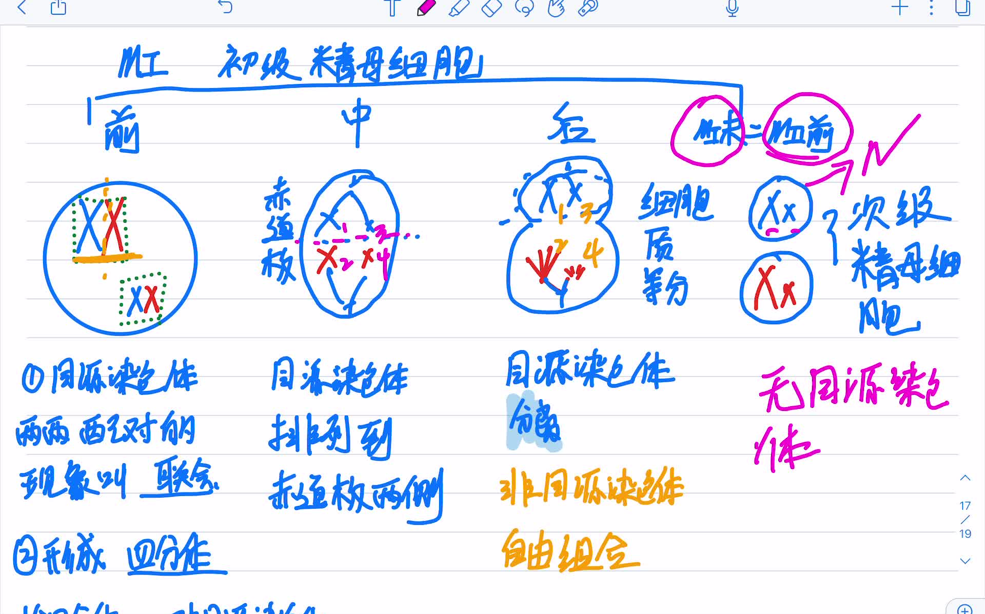 高中生物必修二 减数分裂图像(精子)哔哩哔哩bilibili