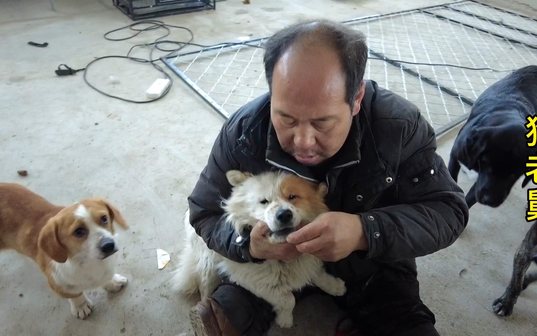 近期救助的10几条狗狗老舅为了它们的健康着想赶紧做驱虫