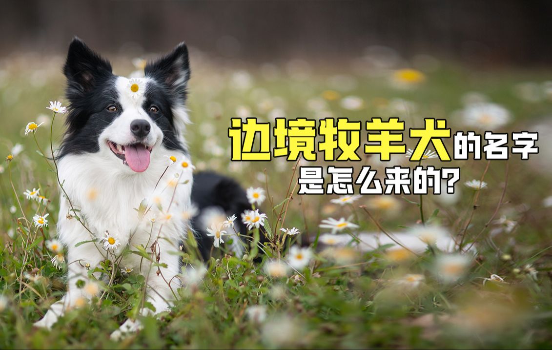 边境牧羊犬的名字是怎么来的?哔哩哔哩bilibili