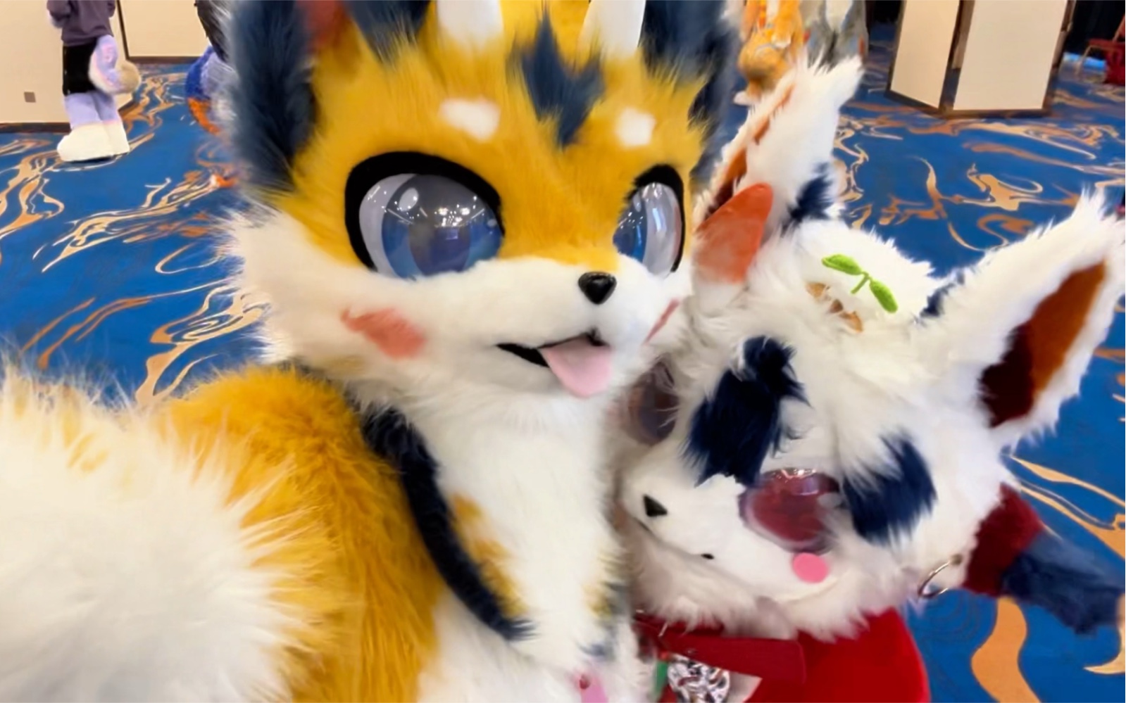 【木兮】沈阳萌兽!谁是最萌的兽兽哇?