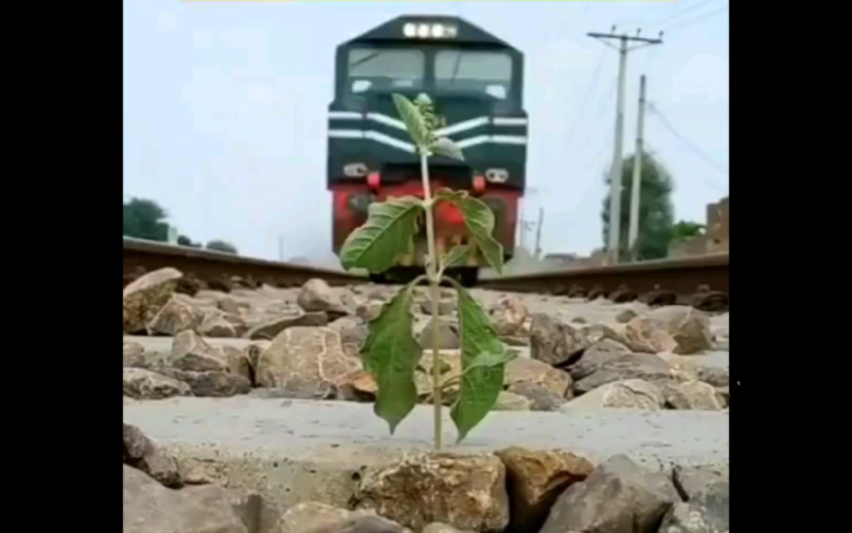 [图]火车铁轨上的野草视角，越是在不经意的地方反而长得好