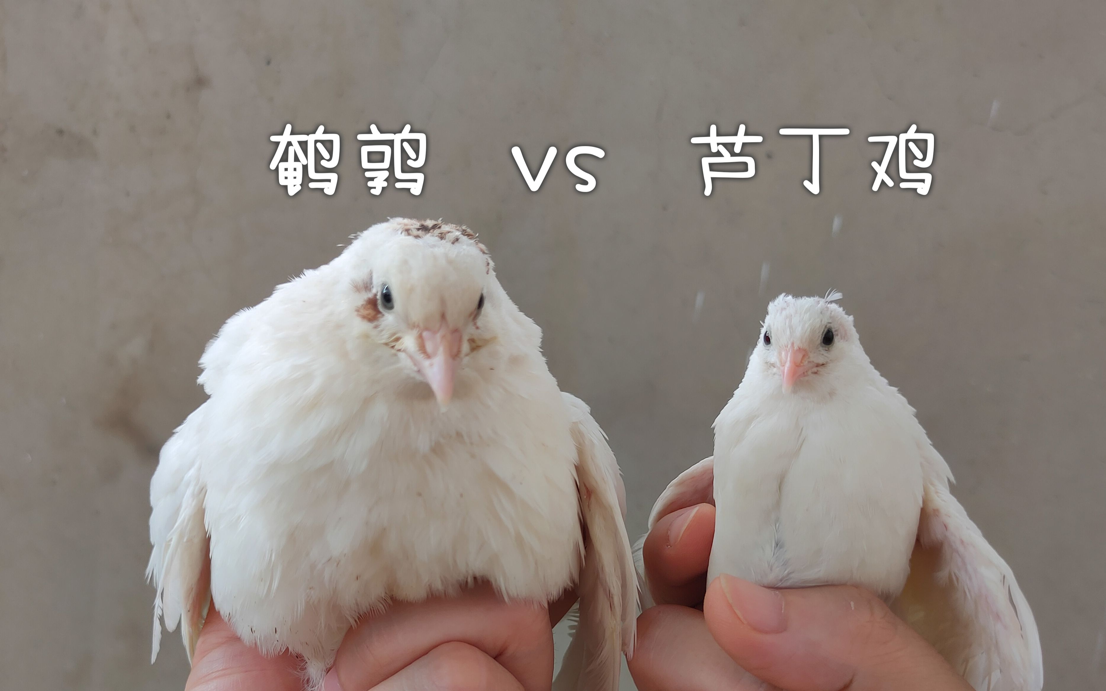 芦丁鸡蛋不够吃,我开始养鹌鹑了,对比一下区别