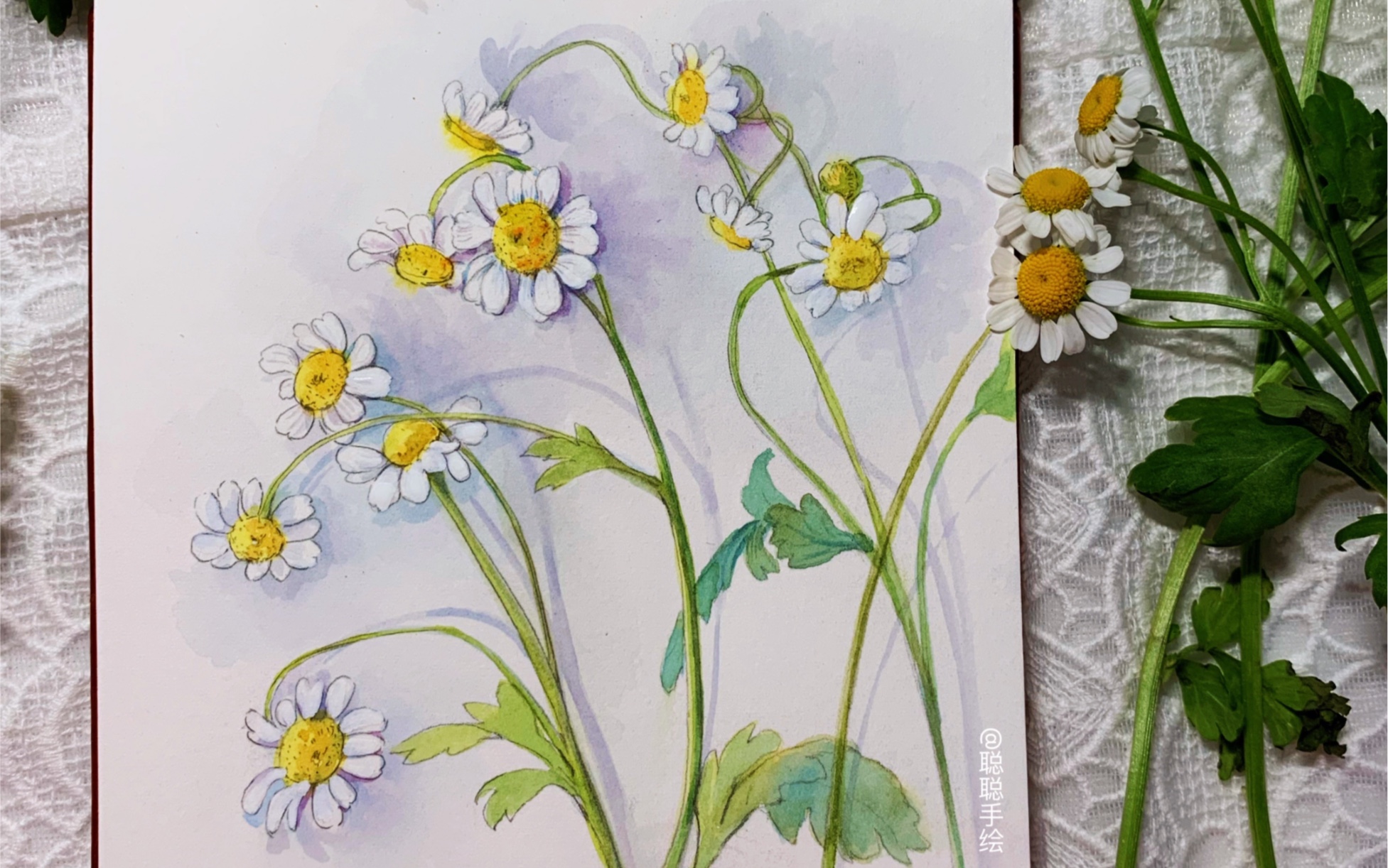 写生洋甘菊(花语:苦难中的力量)铅笔线稿过程