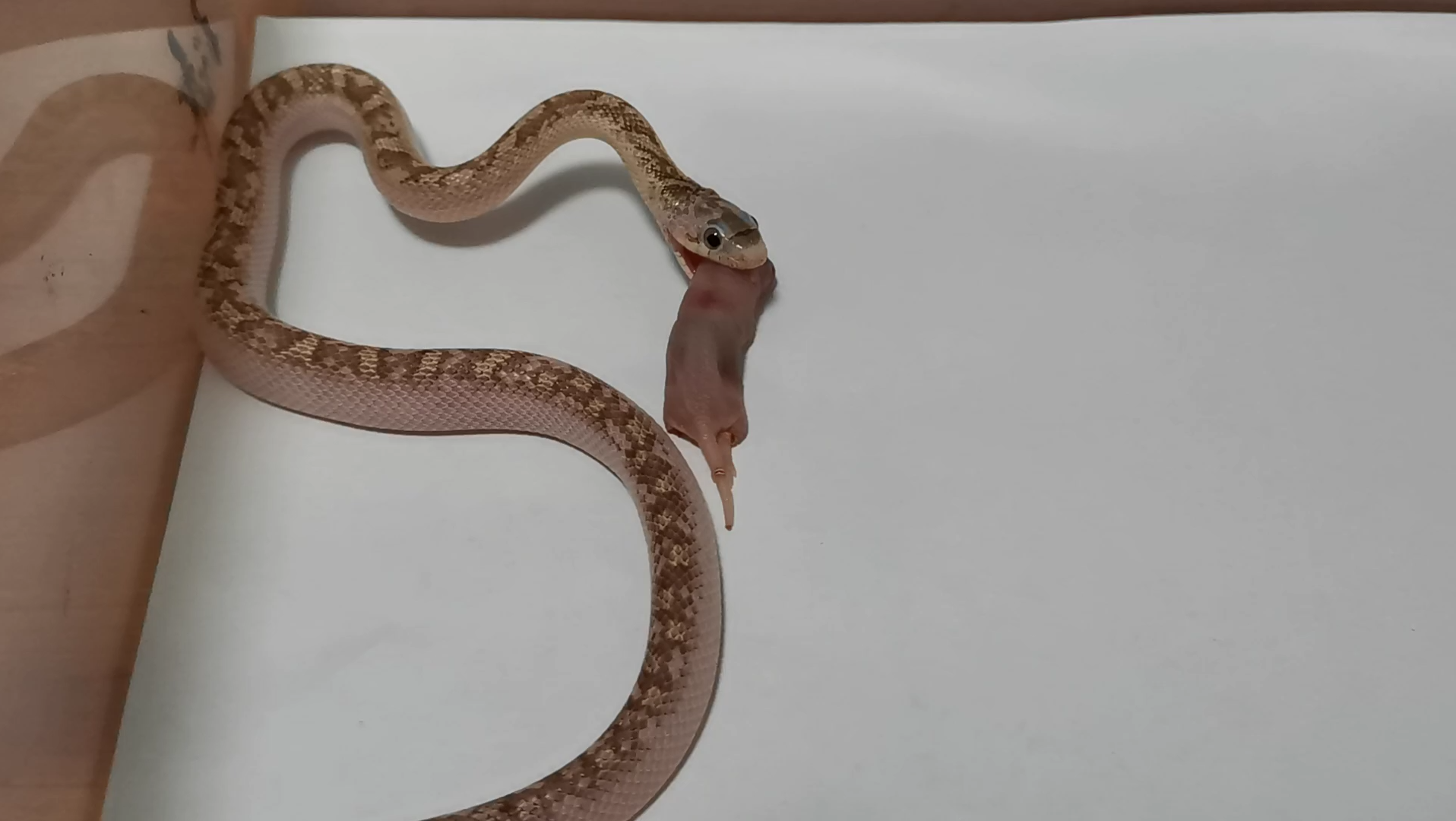 白边德州鼠蛇母20220114 17_哔哩哔哩_bilibili