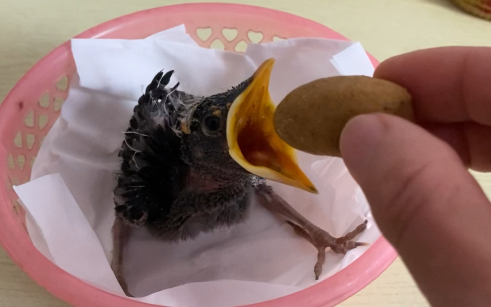 小伙给八哥幼鸟撑喉,被旁边的鸟爸爸骂了一顿,网友:这货成精了-交易