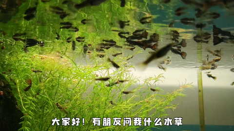 什么水草可以不用二氧化碳和水草灯在普通鱼缸里健康成长 哔哩哔哩
