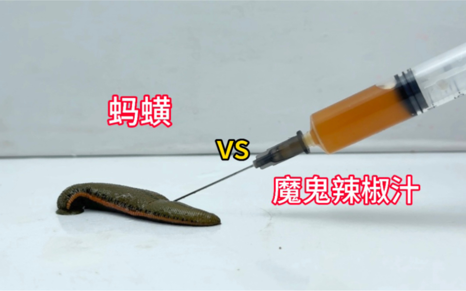 [图]把魔鬼辣椒汁注射到蚂蟥体内！会发生什么事？