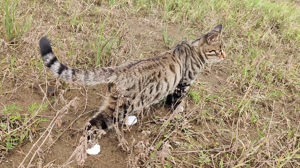 [图]【公路旅行/聊天】野猫情缘/大草原的湖边/金色原野