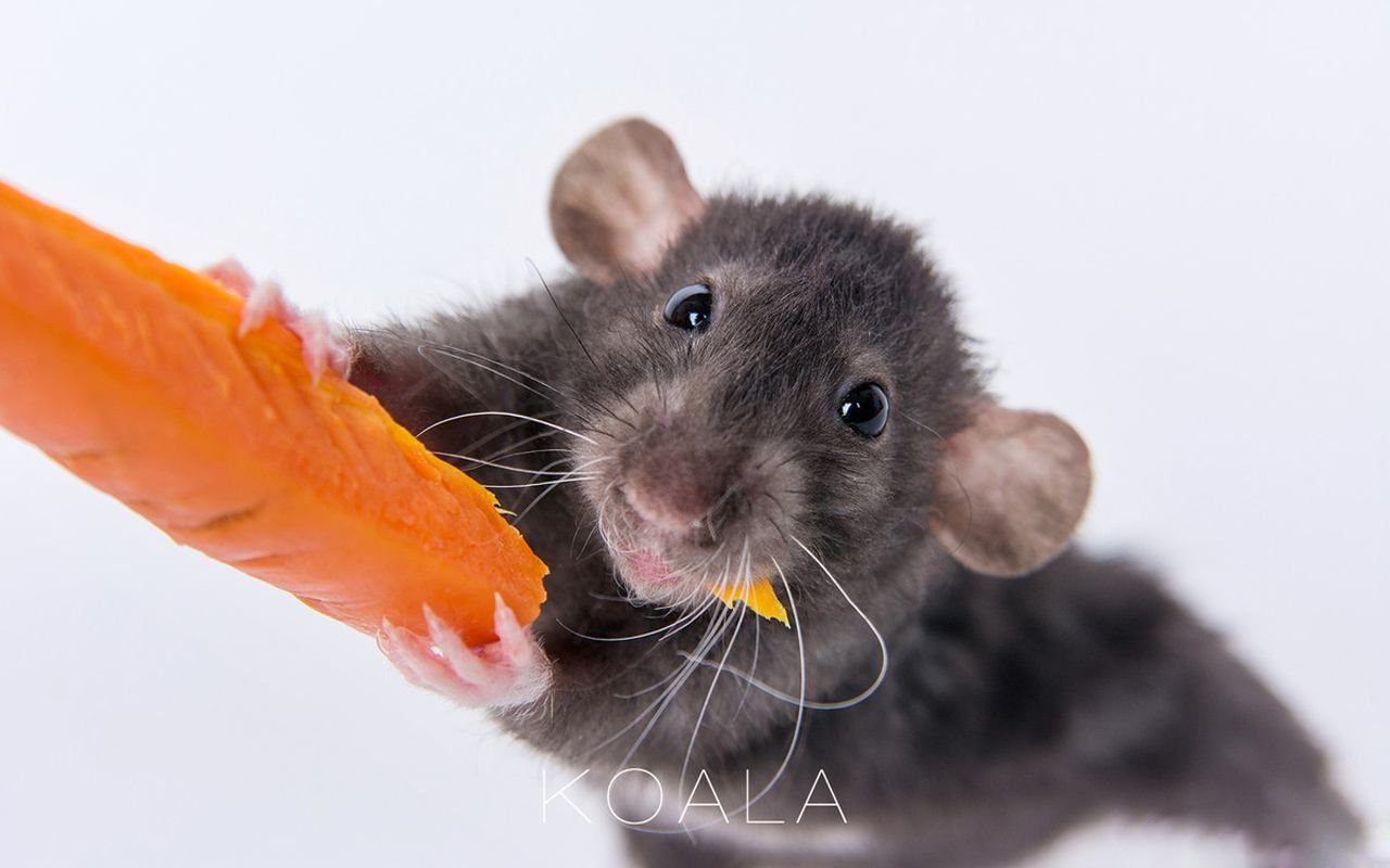 用或其他应用扫描二维码 硬币- 点赞 黑飞花枝鼠—卖家塞的老鼠太多只