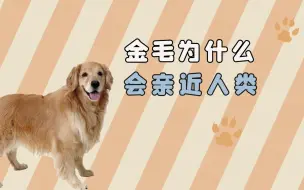 Download Video: 金毛亲近人类的原因，很多人都不知道！