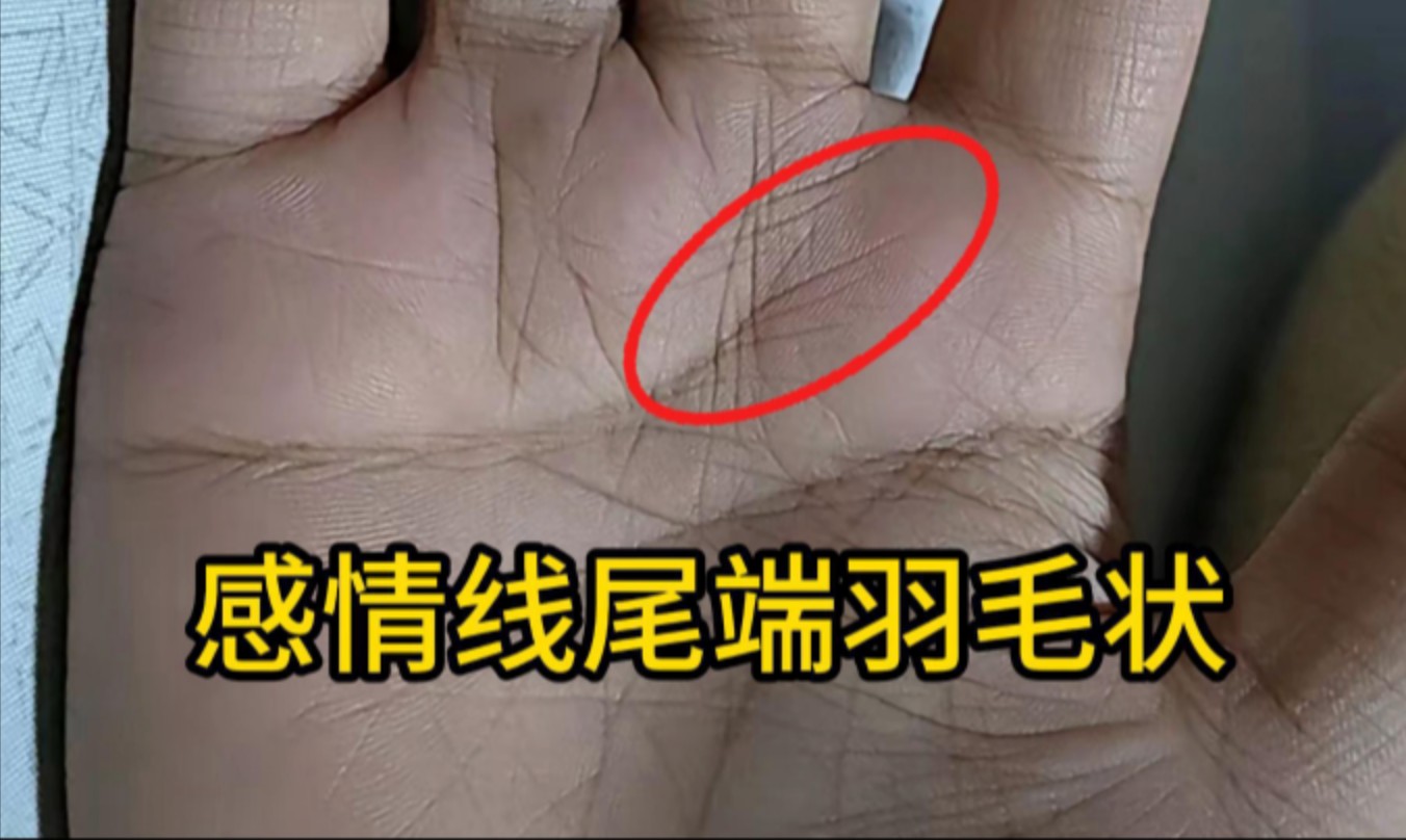 识人有术,感情线尾端羽毛状