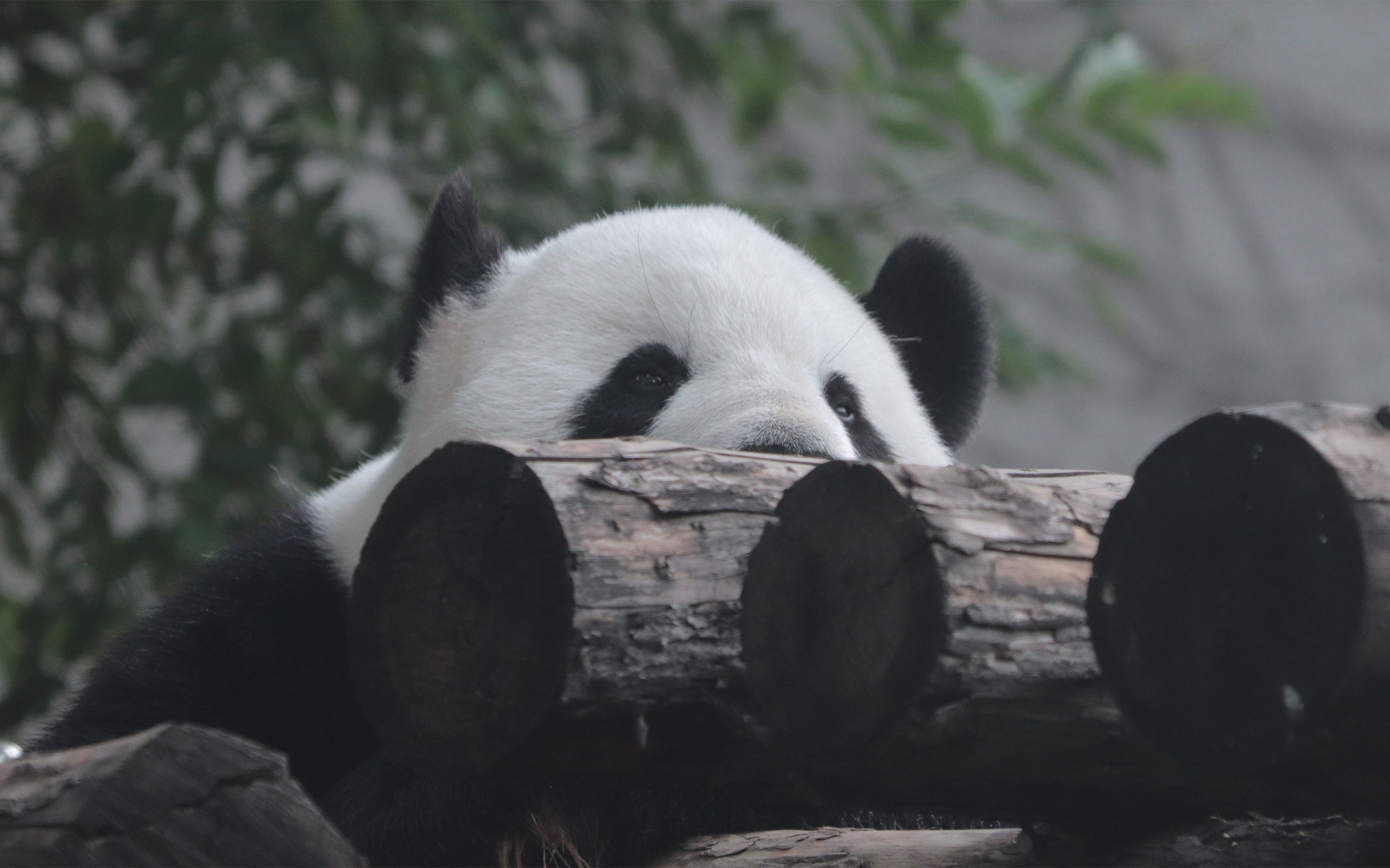 大熊猫古古趴着趴着就困了