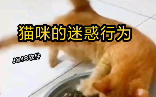 [图]《猫咪的迷惑行为》