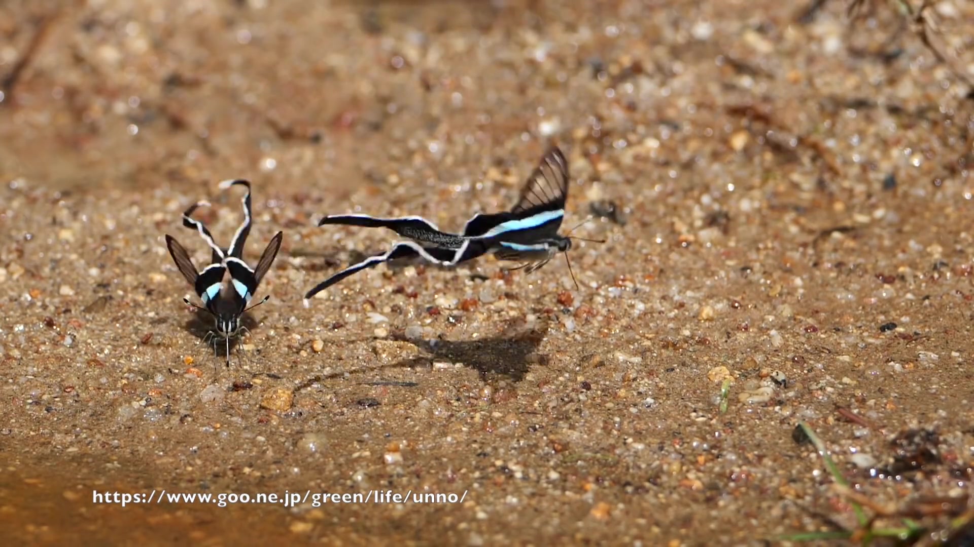 饮水的花仙子绿带燕凤蝶