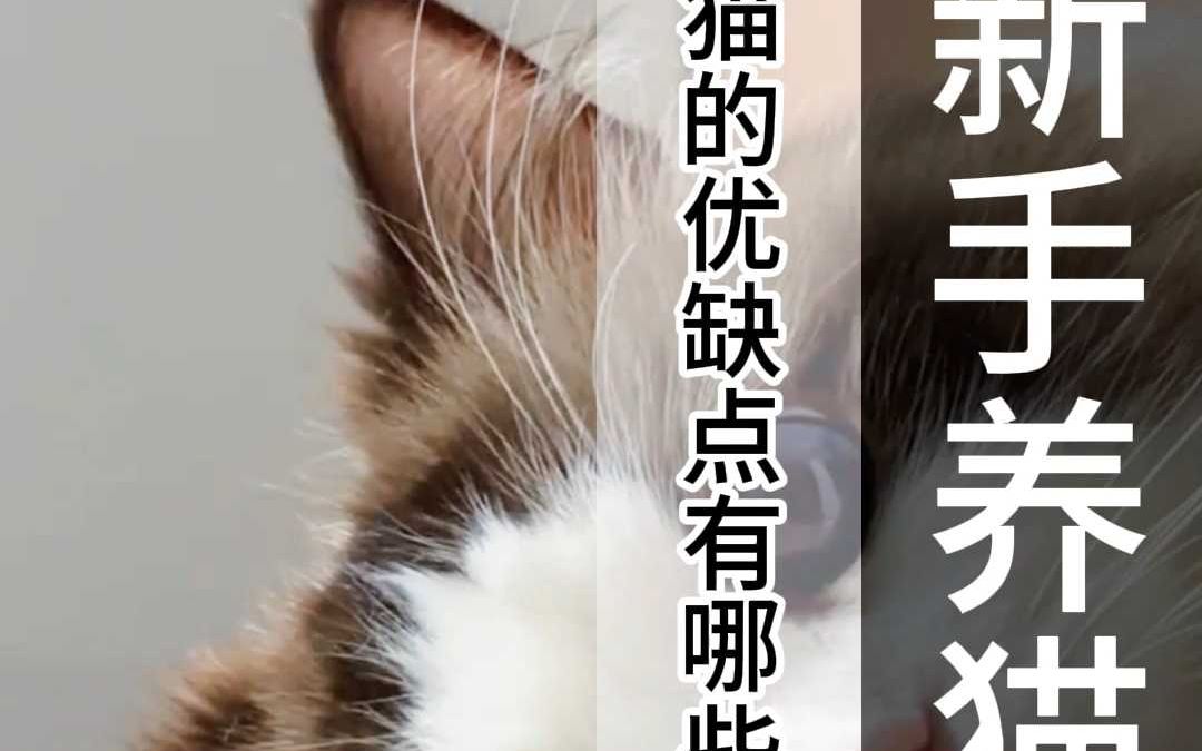 布偶猫有什么缺点?布偶猫有什么优点?哔哩哔哩bilibili