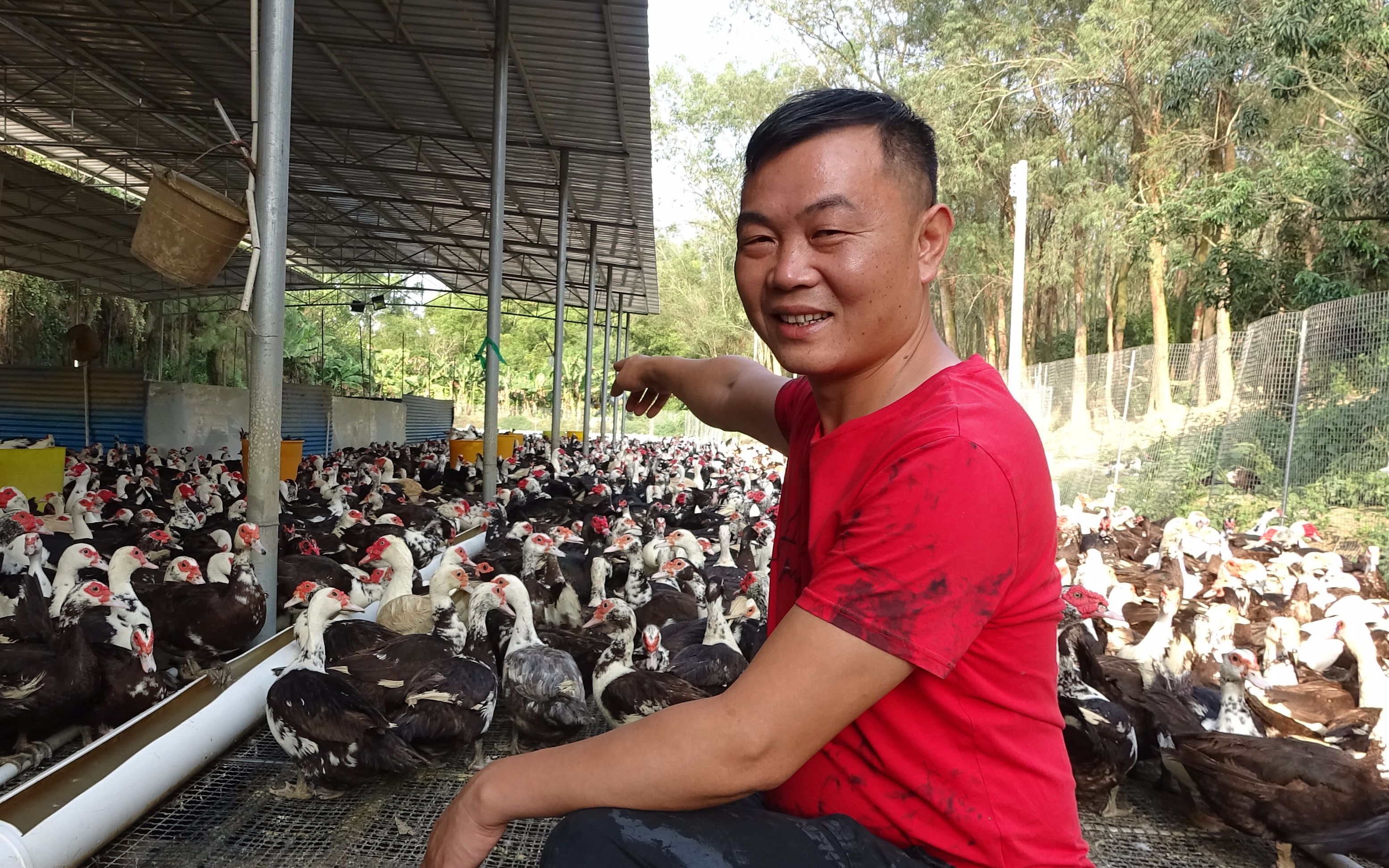 老林参观蛋鸭养殖场,15000只鸭子每天产蛋5000枚,这才是土豪