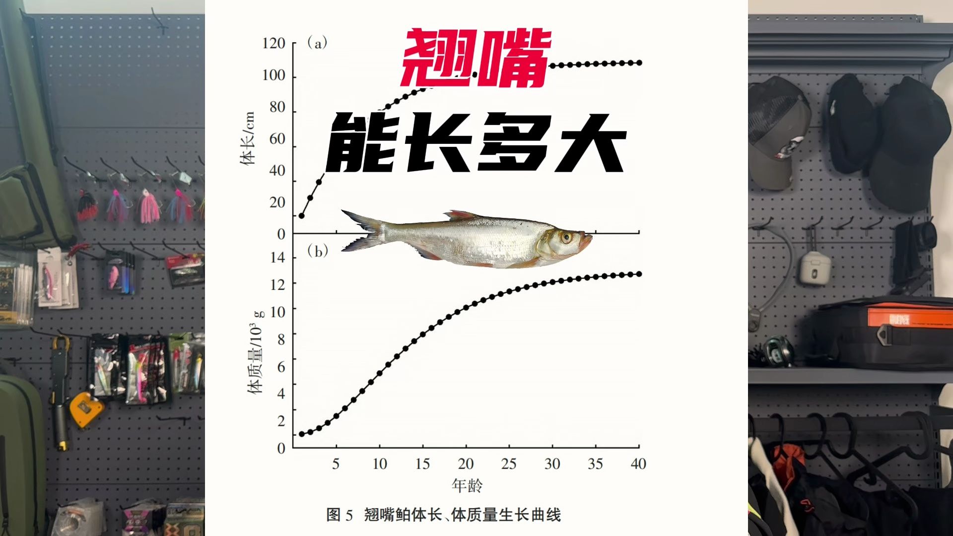 最大的翘嘴可以长到多少斤?请把你钓获做大的翘嘴发在评论区哔哩哔哩bilibili