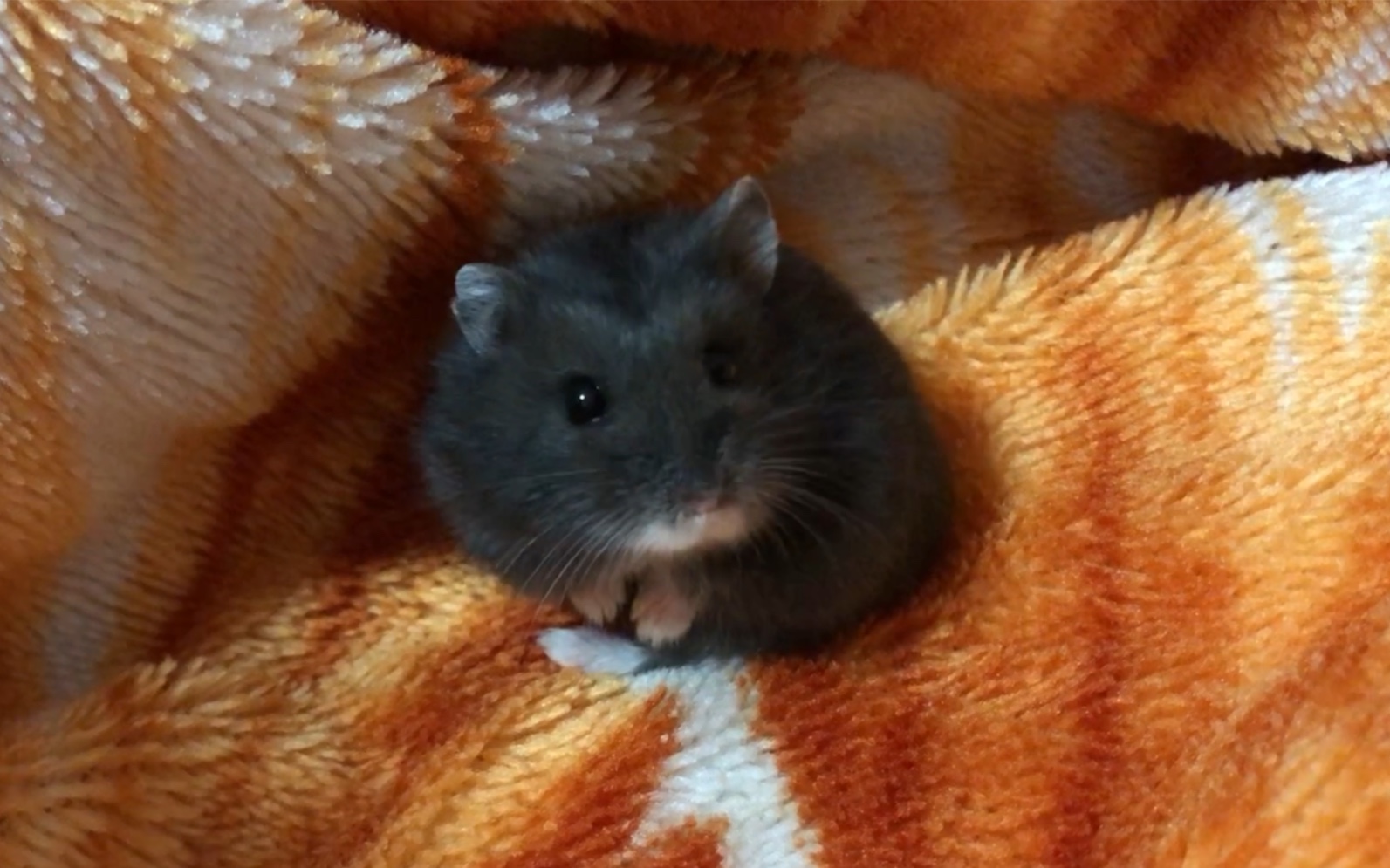 【仓鼠-一线黑熊】坚持每天称一称我的小奈奈