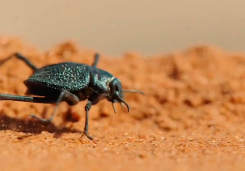 沙漠雨蛙也有有趣的灵魂