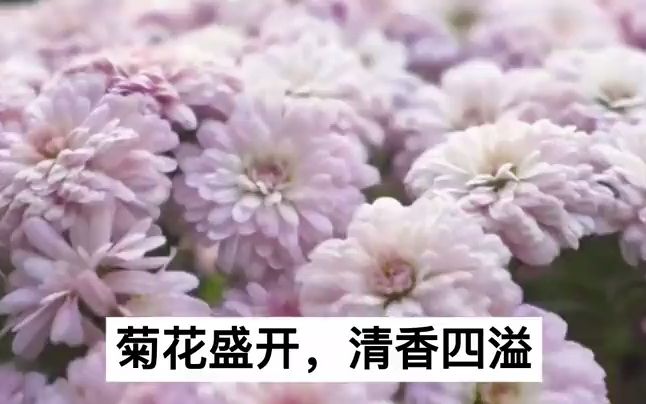 【小古文微电影】4菊 黄巢《不第后赋菊》“满城尽带黄金甲”哔哩哔哩bilibili