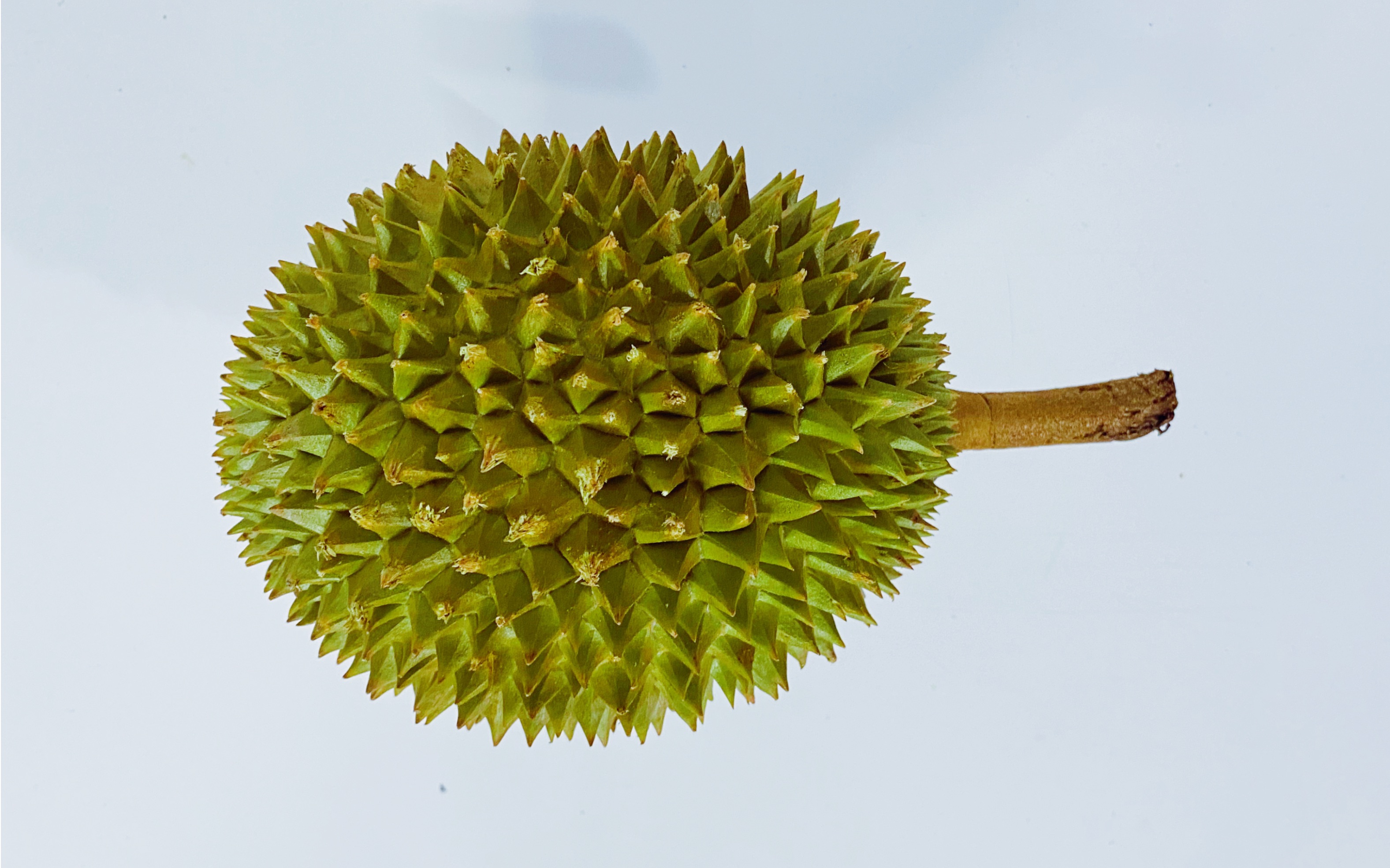 [ 榴莲盲盒no.69 | 托曼尼榴莲 ]开榴莲,运气也是很重要的!