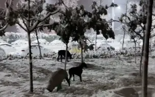 Скачать видео: lulu雪地遛狗 没有麦子