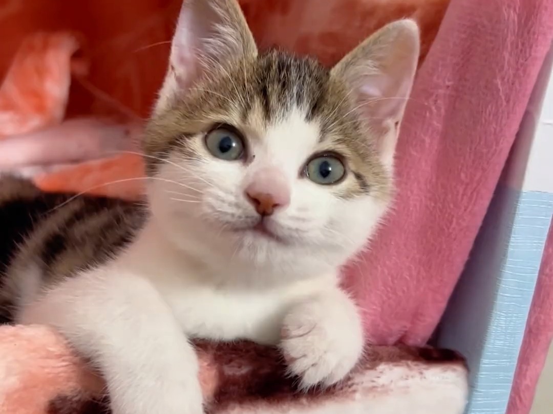 一觉睡到现在 小奶猫的治愈瞬间 小奶喵 猫咪