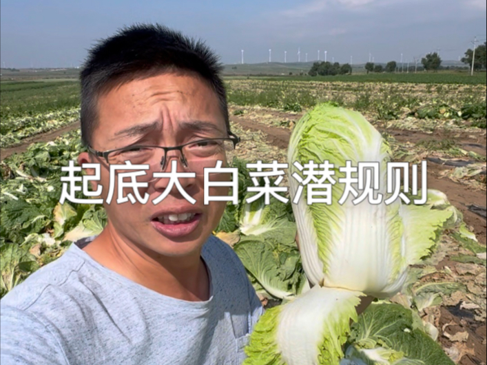 这样的大白菜你敢吃？前后一个多月，揭秘大白菜潜规则