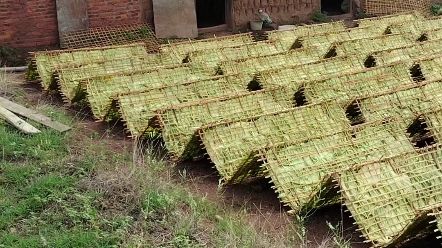 南雄青梗南雄特產