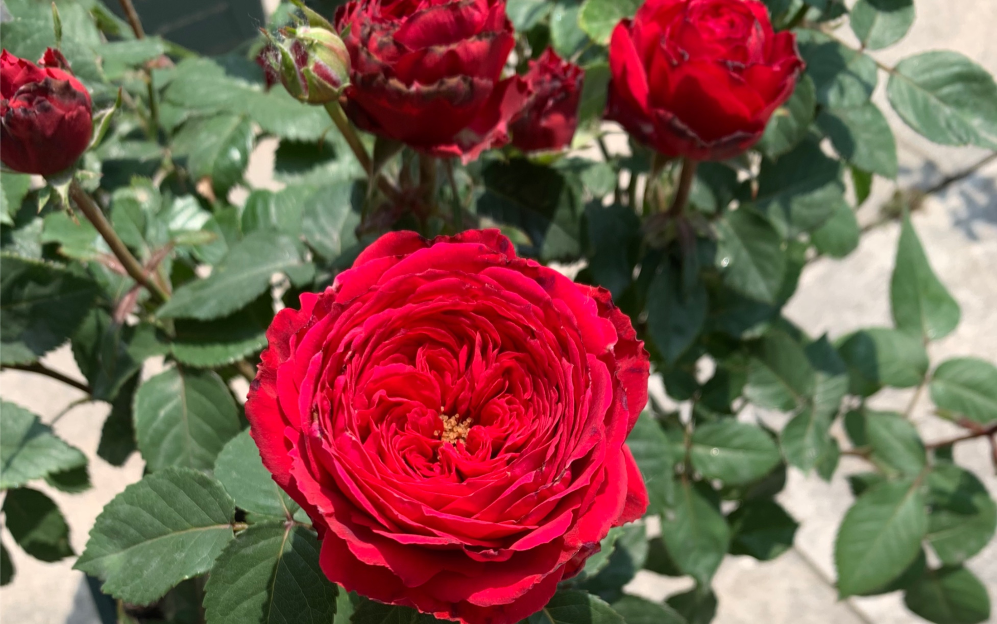 永远火热的永远的蒙特卡洛月季